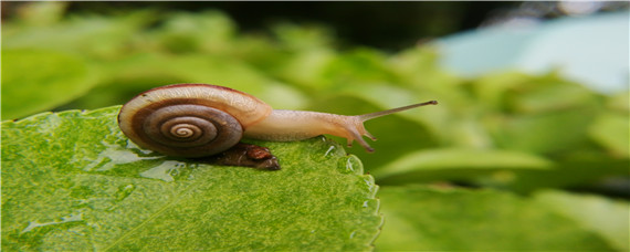 蜗牛用什么杀虫剂最好用 最强蜗牛杀虫剂是啥