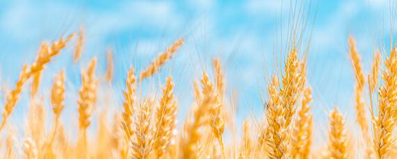小麦最佳播种期是什么时候 小麦适宜播种期