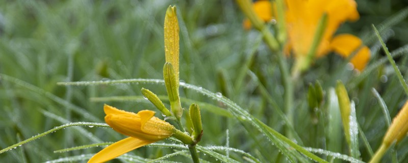 黄花菜种植方法和时间