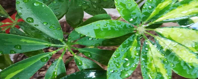 鹅掌柴种植方法和时间