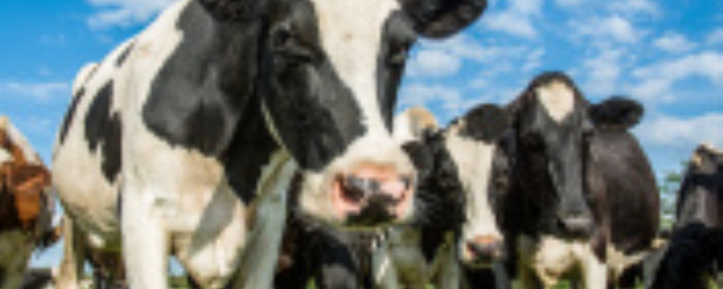 荷兰的乳牛有哪些特点（荷兰的乳牛和日本的肉牛有哪些特点）