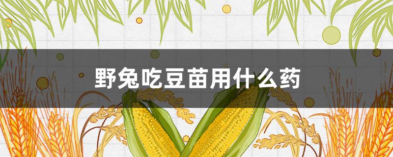 野兔吃豆苗用什么药