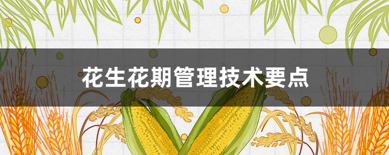 花生花期管理技术要点