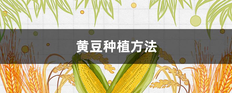 黄豆种植方法