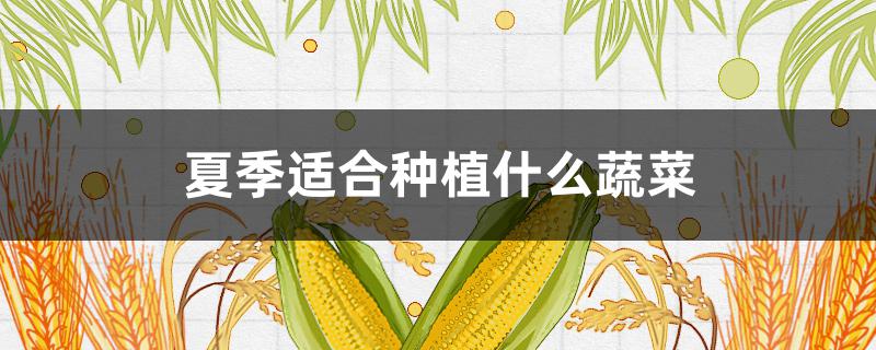 夏季适合种植什么蔬菜