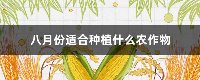 八月份适合种植什么农作物