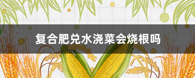 复合肥兑水浇菜会烧根吗