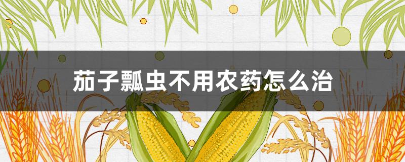 茄子瓢虫不用农药怎么治