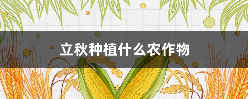 立秋种植什么农作物