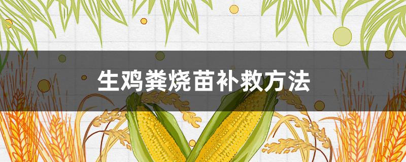 生鸡粪烧苗补救方法