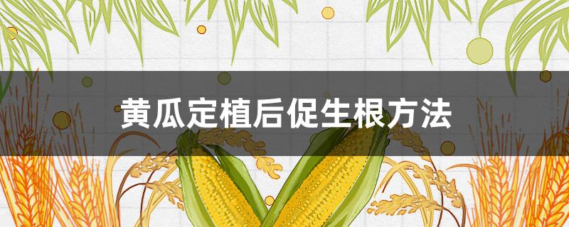 黄瓜定植后促生根方法