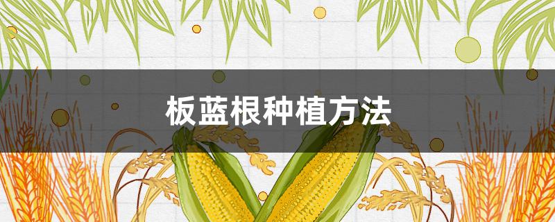 板蓝根种植方法