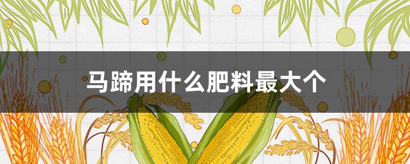 马蹄用什么肥料最大个