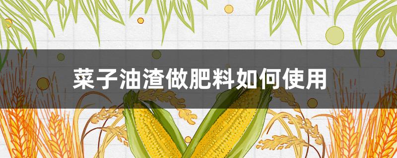 菜子油渣做肥料如何使用 菜子油渣做肥料如何使用追桔橙