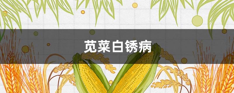 苋菜白锈病