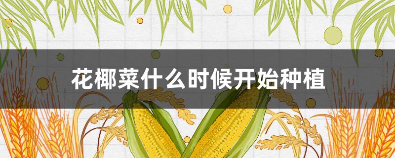 花椰菜什么时候开始种植