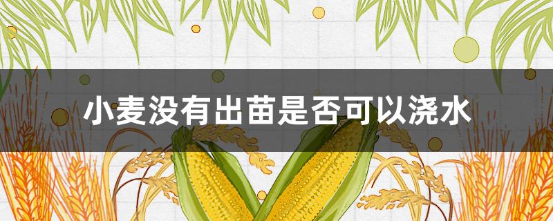 小麦没有出苗是否可以浇水