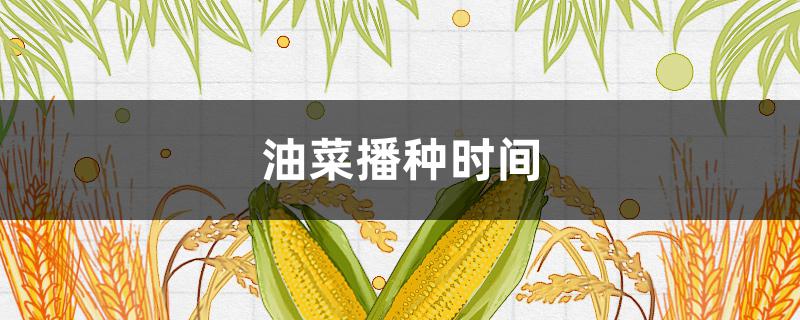 油菜播种时间