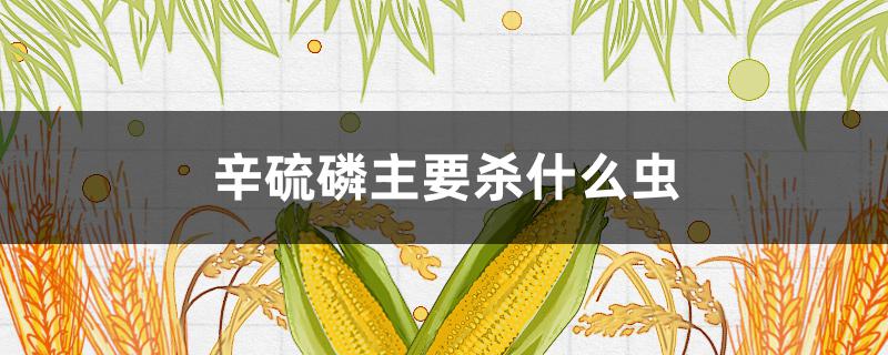 辛硫磷主要杀什么虫（甲氰辛硫磷主要杀什么虫）