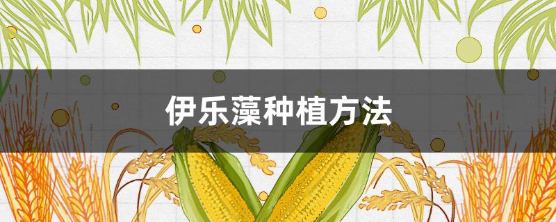 伊乐藻种植方法