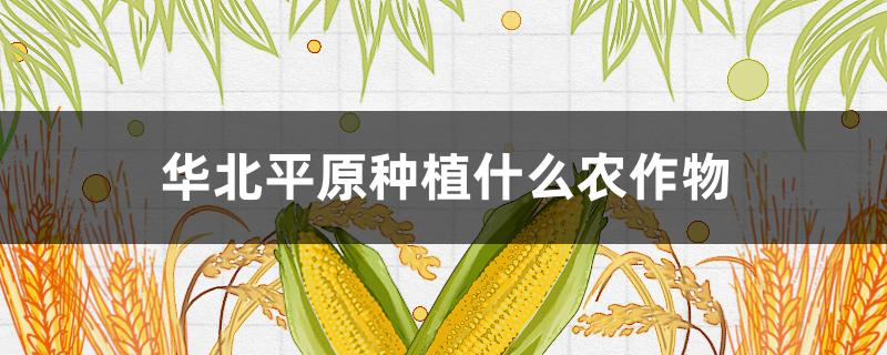 华北平原种植什么农作物 华北平原主要种植什么农作物