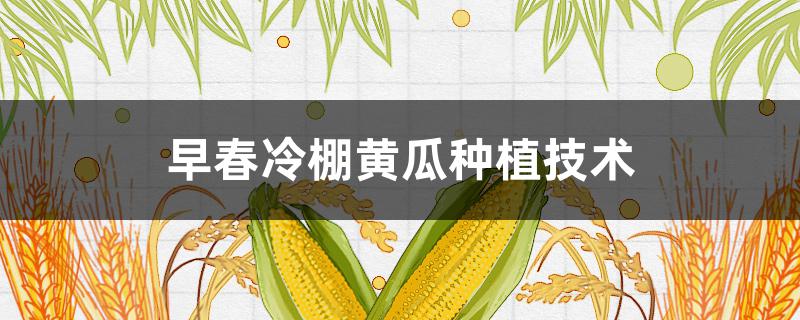 早春冷棚黄瓜种植技术