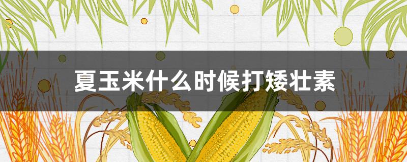 夏玉米什么时候打矮壮素