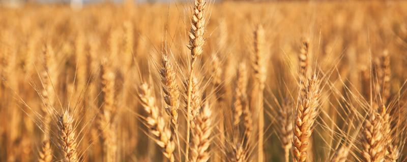 面粉价格上涨，小麦后市走势如何？