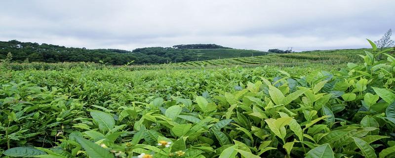 普洱茶10年了还能喝吗 普洱茶的保质期是多久