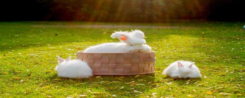 长毛兔养殖技术 养殖长毛兔子