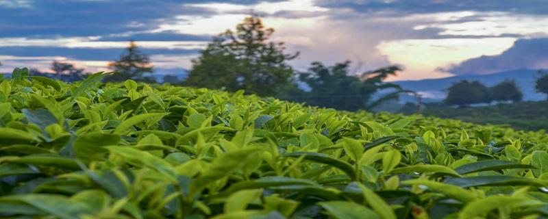 普洱生茶和熟茶的区别 普洱生茶和熟茶有哪些区别