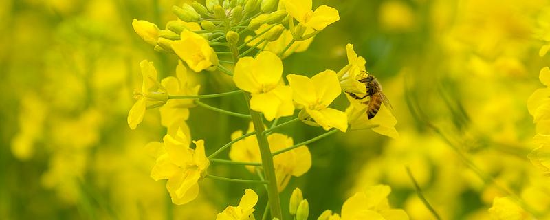 直播油菜什么时候施肥 直播油菜怎样施肥