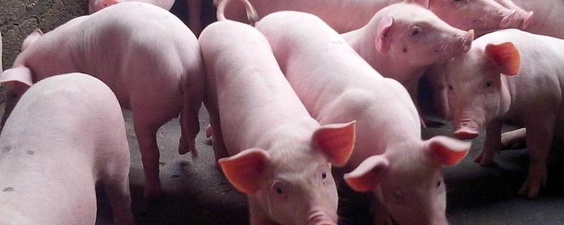 仔猪补栏饲养管理技术，附防范措施 仔猪补饲方法