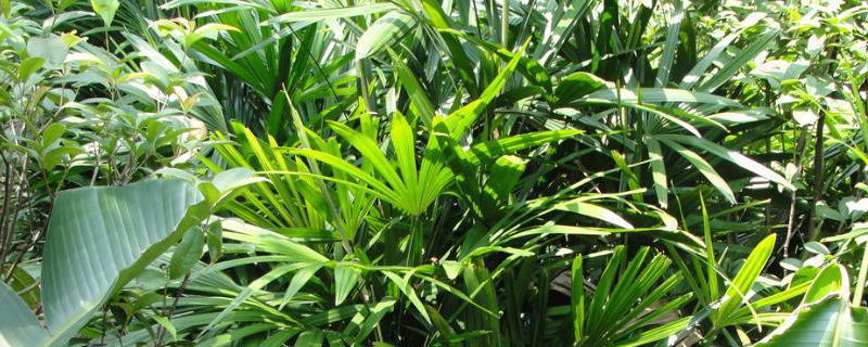 棕竹的养殖方法，详细介绍 棕竹的养殖方法与栽培技术