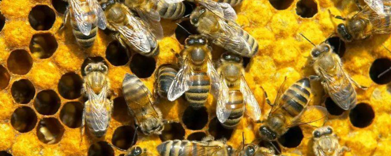 冬天怎么养蜂，主要可采取哪些措施 冬天的蜂怎么养