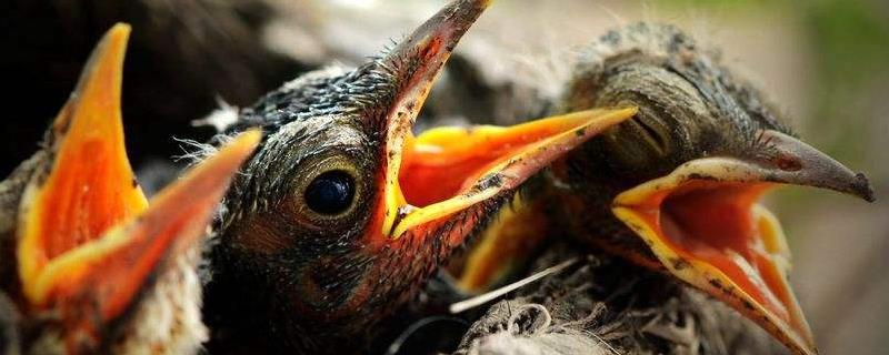 雏鸟怎么养，需少量多次进行喂食 小雏鸟一天喂食几次