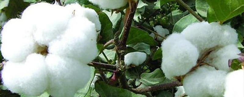 棉花怎么种才能高产