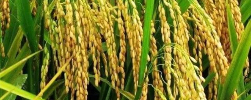 水稻田除草剂有哪些 水稻田除草剂有哪些种类