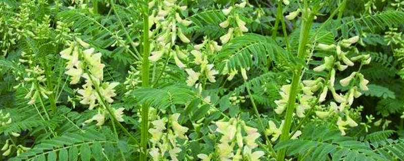 野生黄芪和种植的区别