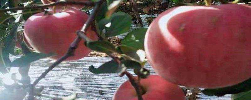 洛川苹果几月份成熟 洛川苹果几月份成熟?