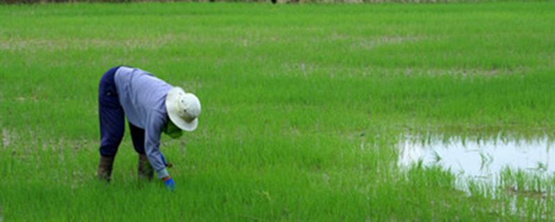 化学防治生物防治区别