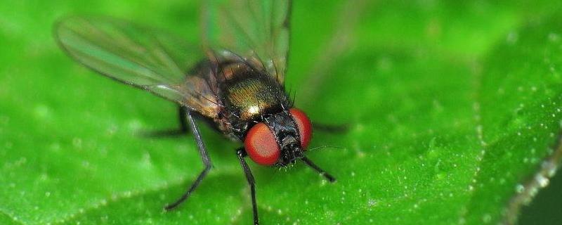绿头苍蝇，附形态特征及生命周期 绿蝇的外部形态