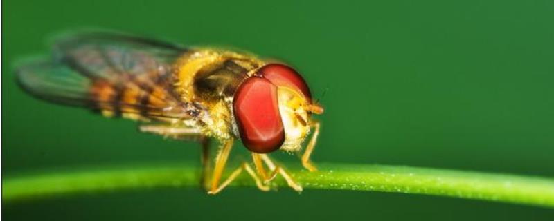 赤眼蜂，附生活习性及代表物种（赤眼蜂是什么生殖方式）
