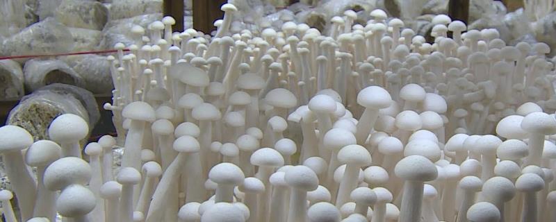 海鲜菇栽培技术，附酸碱度要求 海鲜菇种植方法效益如何