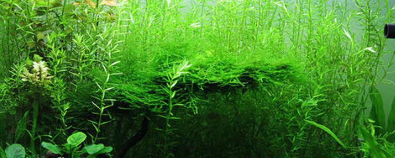 金鱼藻水草怎么养 金鱼藻怎样养