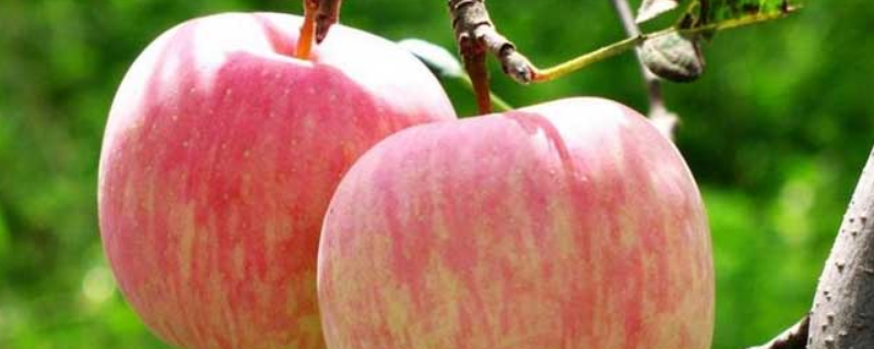 苹果的种植条件，从以下几方面入手（苹果的种植范围和种植环境）
