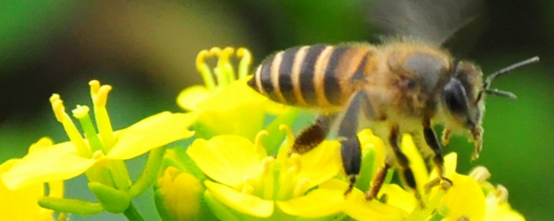 蜜蜂白垩病 蜜蜂白垩病的诱发因素是
