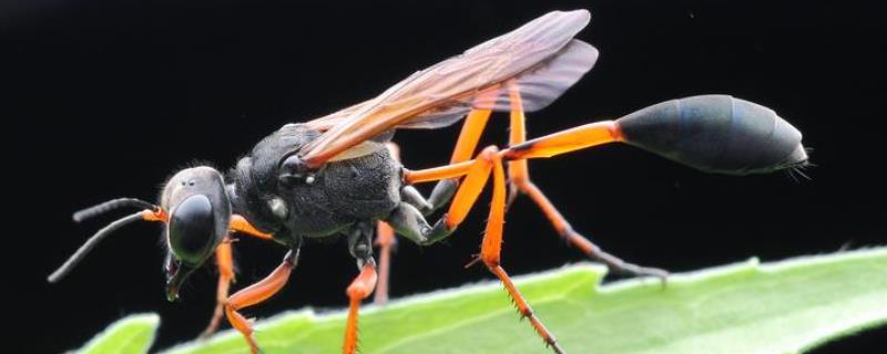 细腰蜂是益虫还是害虫，附食物习性 哪些蜂是害虫