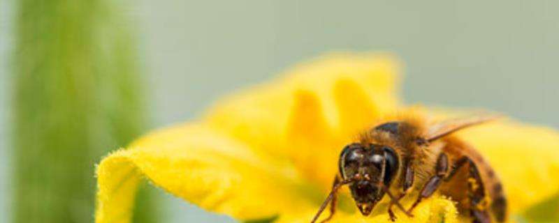 蜂毒是怎么获取的，附取毒方法 怎样提取马蜂蜂毒