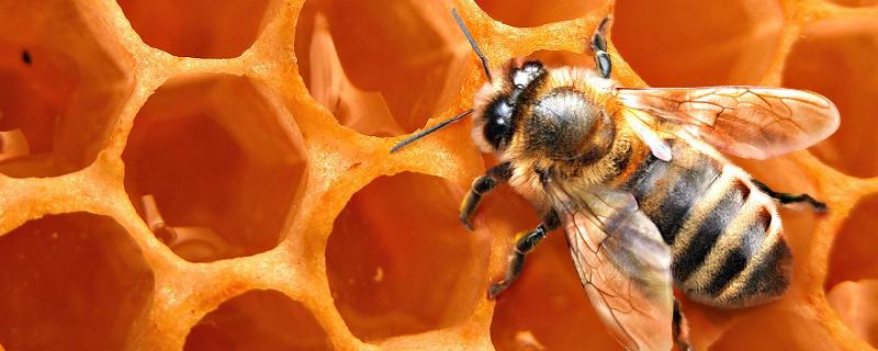 为什么两广中蜂养不强，附注意事项 两广蜜蜂怎么过冬